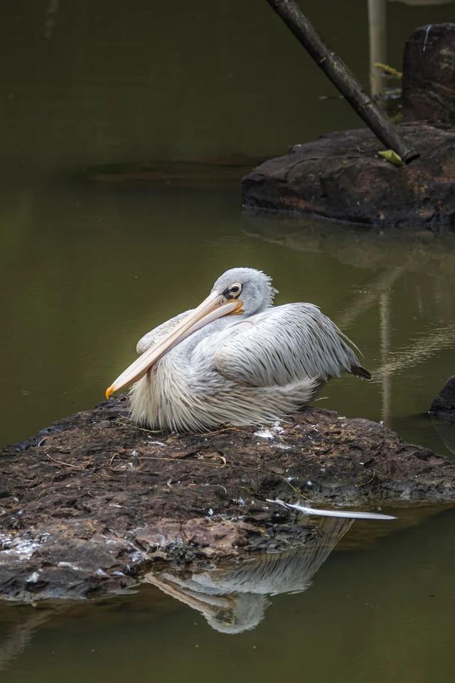 《疯狂动物城》苏州分“城”来啦！