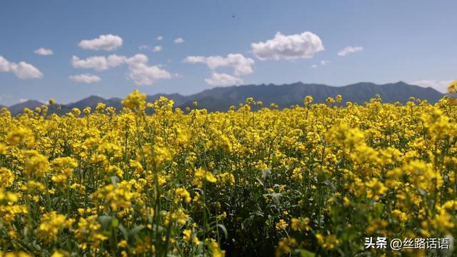 【古韵山丹风悠扬】油菜花开，山丹马场唤你来！
