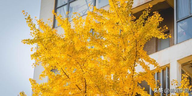 逛了这么多地方，才发现最迷人的银杏藏在身边，金叶子等着被发现