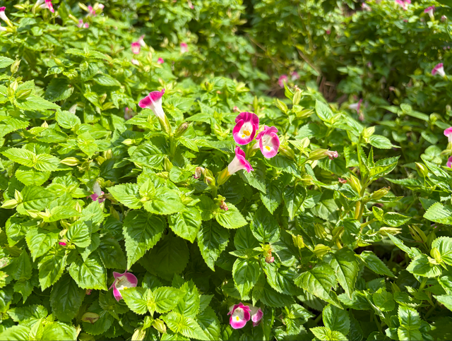 安卓用户“跳槽”iPhone 17体验如何？升级够大，但不完美