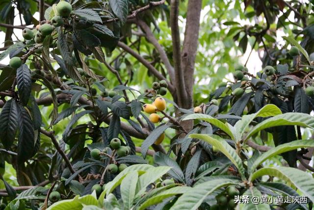 99%陕西人没听过的秦岭小山，海拔只有太白山1/4，却被写入史书！