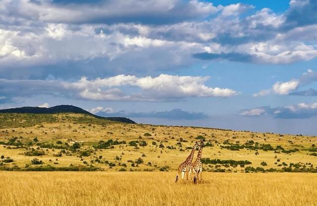 从9万到10万！肯尼亚凭啥成春节新顶流？三大原因让游客说走就走