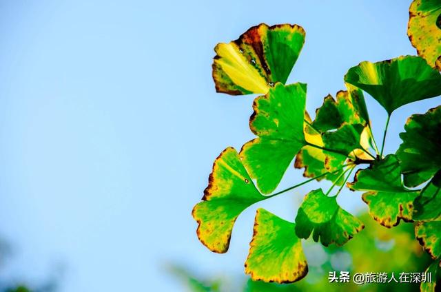 韶关南雄银杏之约，2天1晚赏秋游玩全攻略，体验独特的秋日故事