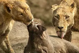 31张残酷动物照：死亡时刻，它们本想抵抗，但最终放弃了挣扎图片