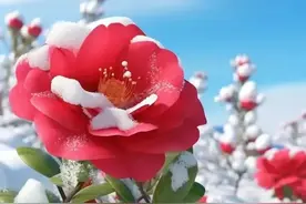 养一个没有感恩之心的孩子，还不如养一只猫和狗的好。图片