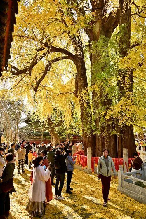 邓云乡 || 燕京乡土记——银杏奇观•潭柘寺