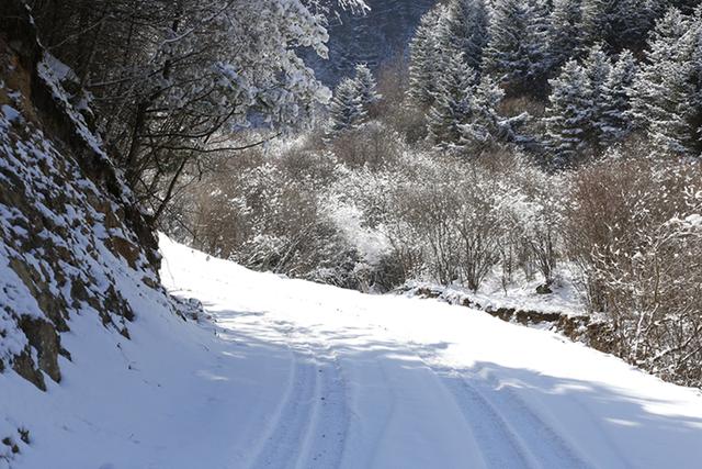 武山县太皇山：雪松琼枝绽冬韵