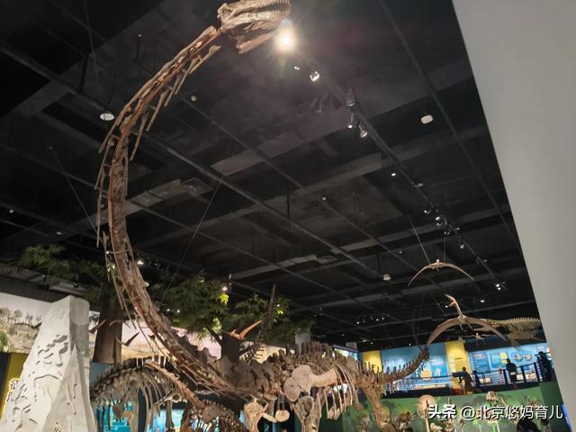 第一次去国家自然博物馆，水族馆和恐龙乐园是8岁孩子的最爱