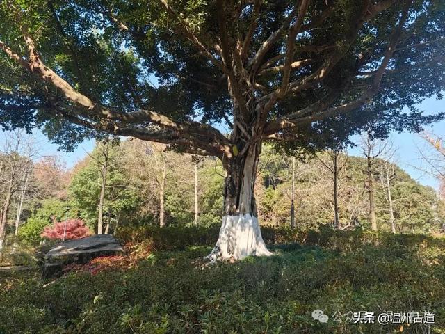 温州这个闹市中的公园，冬天亦有一番好风光！