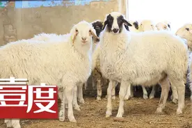 宁夏滩羊进京记图片