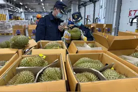 已到1600吨！这种水果“贵族”，价格将迎大跳水图片