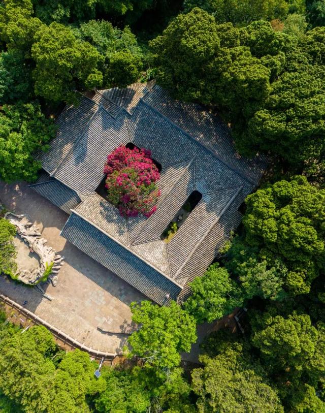一秒入画！千年紫薇花，打卡夏日限定的剑门关浪漫