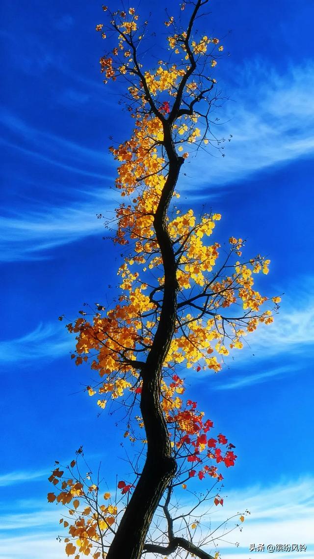 风捎来冬的来意，枝桠仍守着秋的姿态