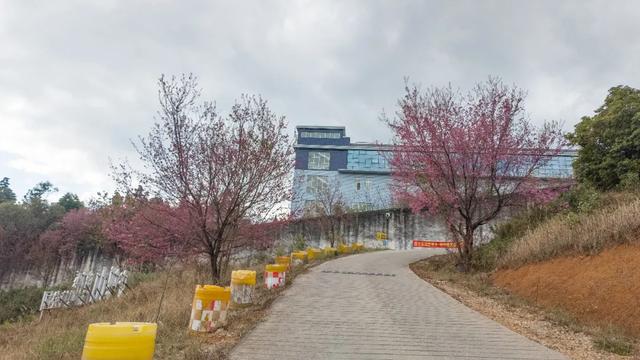昆明市区冬樱花树下连猪都能自由奔跑的世外桃源
