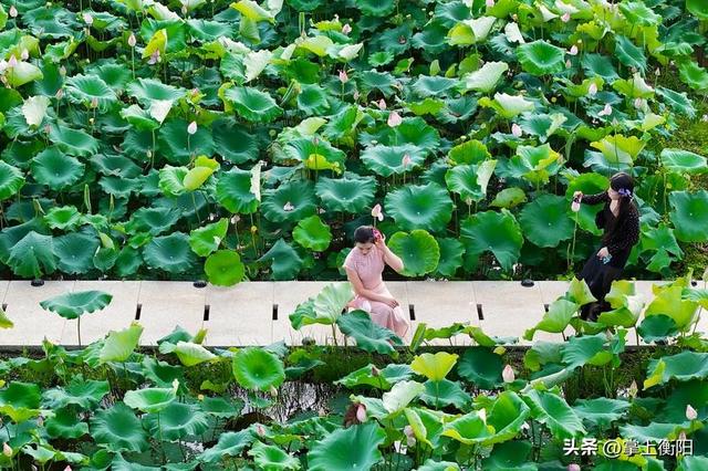 常宁：这个夏天的浪漫，从“荷花里”开始