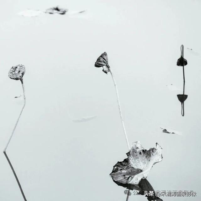 陕西渭南：人民公园秋天的残荷淡如水 美如画 凄凉如人生