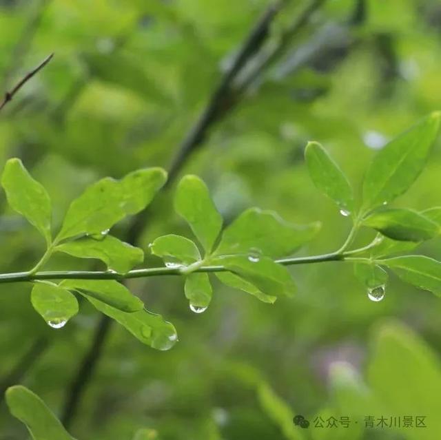 青木川 | 一叶知秋至，古镇画中游