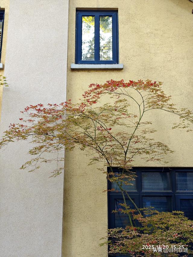 南京“丑萌”梧桐C位出道！颐和路半天游，把民国浪漫拍成表情包