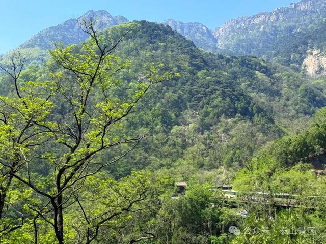 泰山中天门：春末夏初的绮梦之境