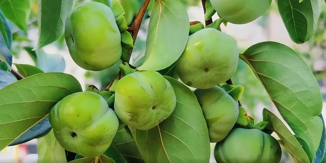 大美泌阳：梁河两岸 繁花盈岸