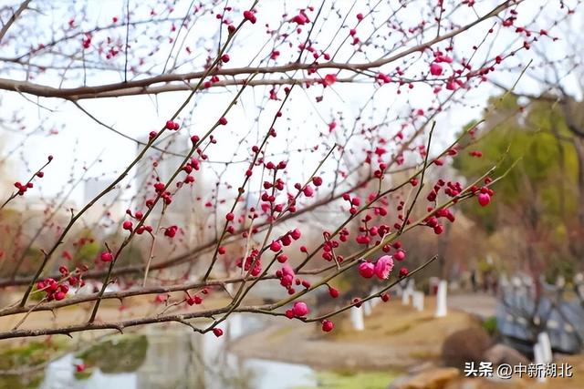 提前一月，洪山多个赏梅点位“梅”景开启！