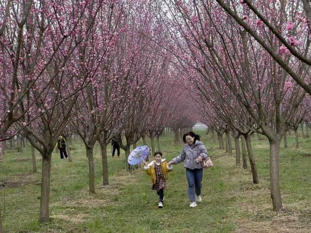 西安鄠邑区万株梅花竞相绽放