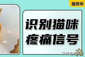 猫咪正在被疼痛折磨的13个征兆！别忽视猫病的早期警告！图片