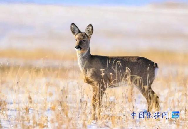 这个冬天 来张掖山丹马场看壮美静谧的冬日画卷