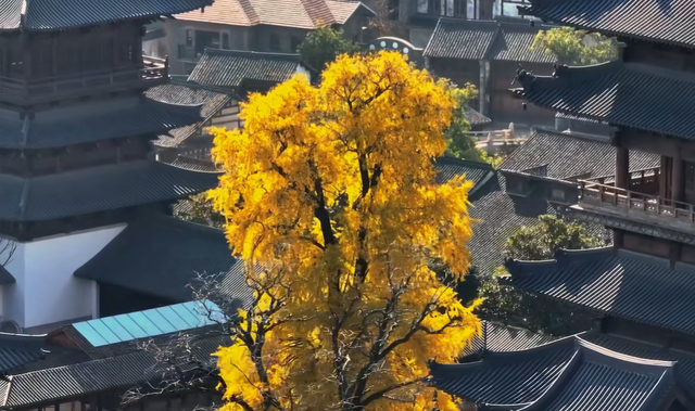 中国古镇看嘉兴！打卡嘉兴4大绝美古镇，感受江南水乡韵味