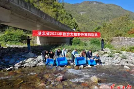 从武汉到神农架，30尾娃娃鱼跨越600公里找“妈妈”图片