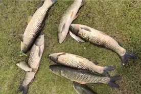 5种鱼的独有习性，以及最佳钓法，让你钓鱼事半功倍图片