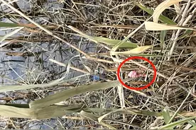 南昌鱼尾洲公园出现大量福寿螺卵 触目惊心！官方：立刻处置图片