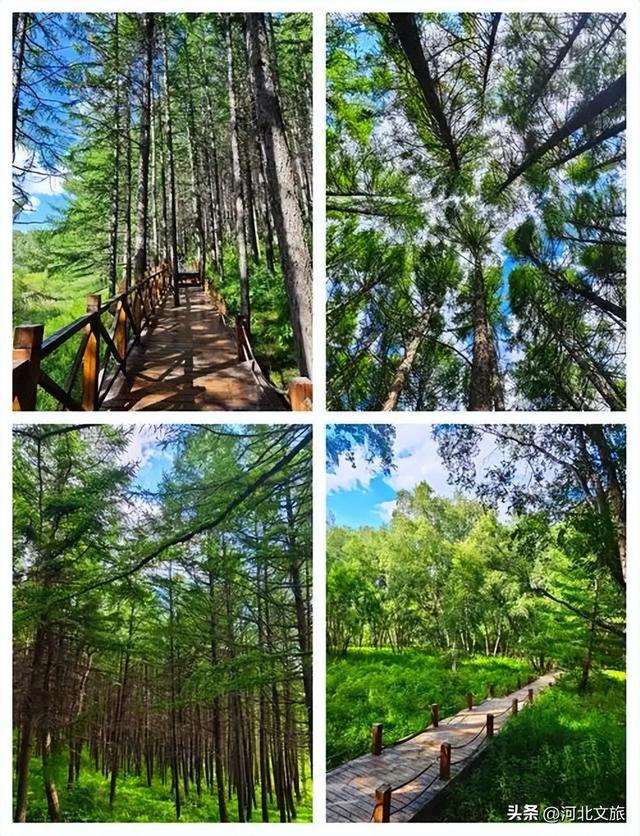 快来翠云山森林风景区领略多样风光