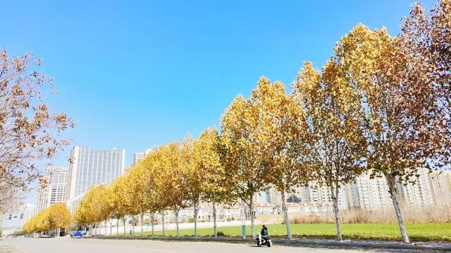 寻美薛城丨冬日的浪漫！法桐的金色韵味从秋的繁华走向冬的静谧！