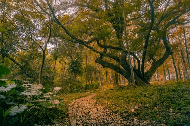 福建人私藏的红叶地图流出！这5个秘境让摄影师疯狂