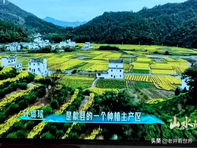 歙县归来不看菊 || 王留记