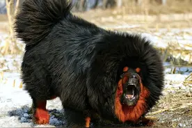八种犬型最大的猛犬排名，藏獒位列第五，世界上最大的狗有多大？图片