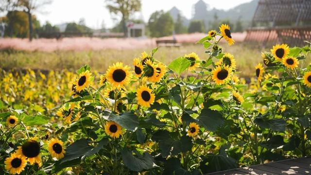 免费！景美！张家港这3处绝美打卡地藏不住了！