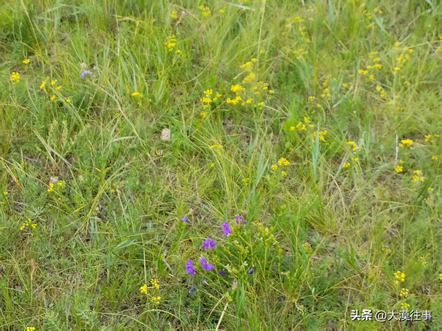 【原创】说走就走，草原行（四）