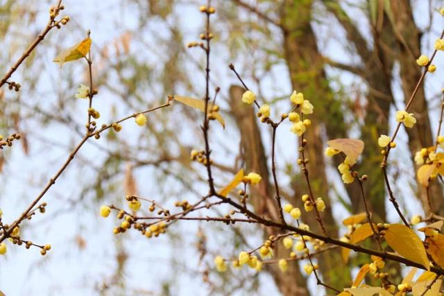 元旦迎最佳观赏期！重庆这里的腊梅开始飘香→