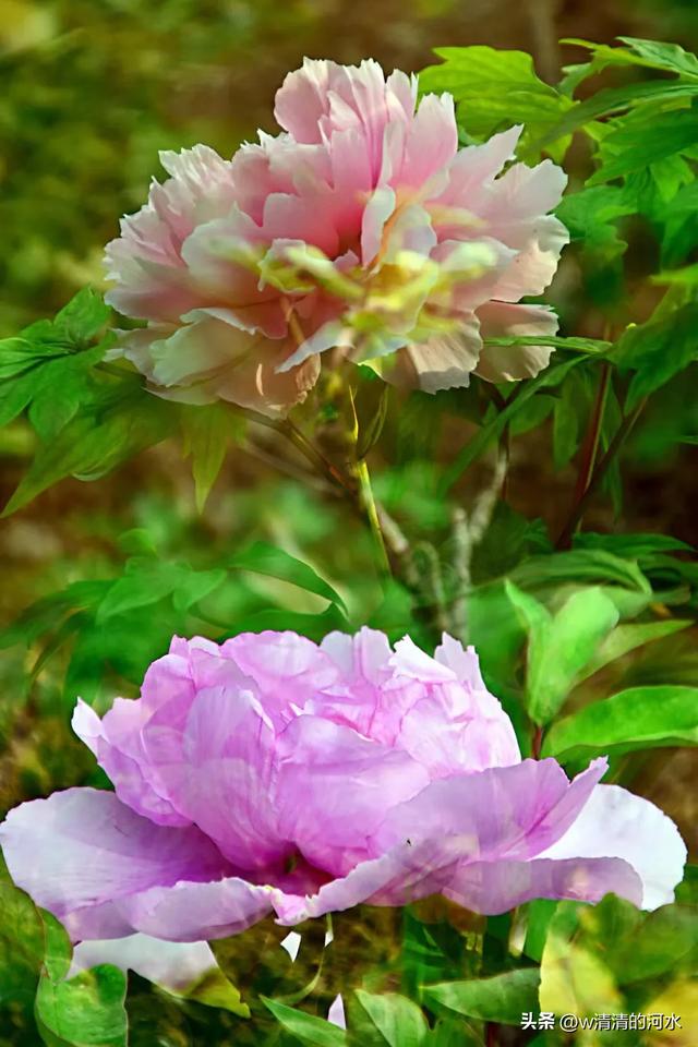 极美洛阳城牡丹迎春吐蕾绽放