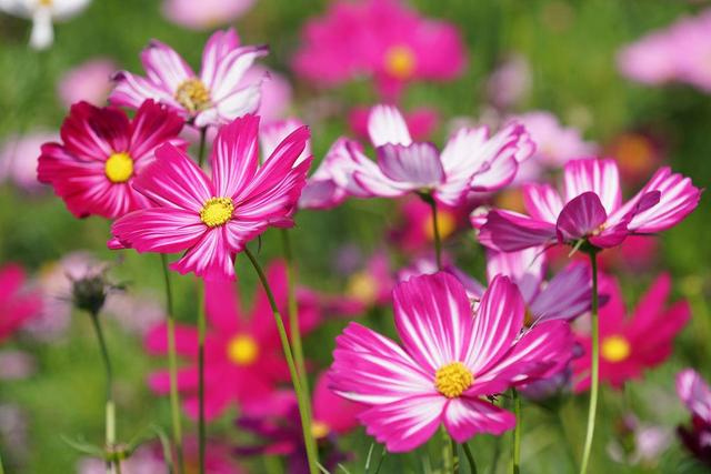 情感爆文：你的身影离我很远很远，声音却想在耳畔！