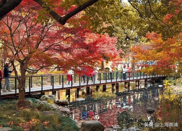 传说中的“层林尽染”，原来就在市中心！