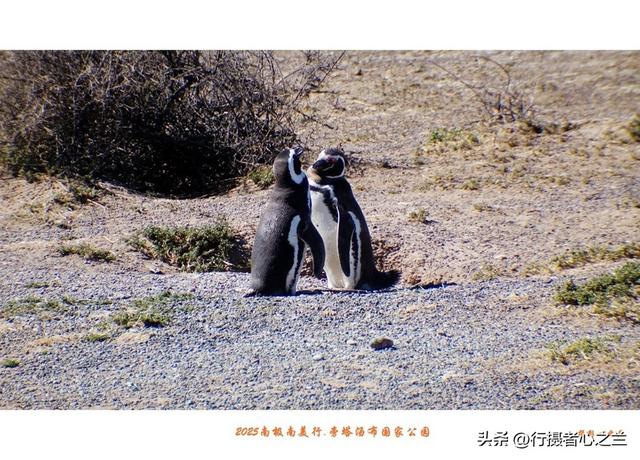 南极南美三国行游影记（76）—阿根廷旁塔汤布国家公园（三）