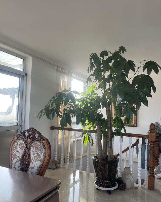 客厅见树，十有九富！“9种树”放在客厅，个顶个的吉祥，大气