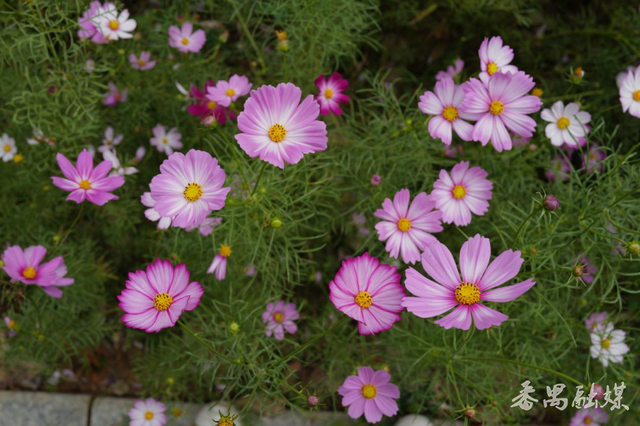 番禺区桥南桥景滨水公园：焕新生态活力 家门口的儿童友好乐园