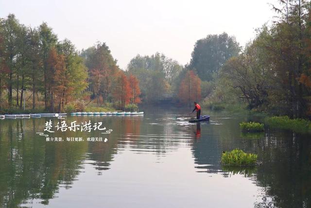 浙江宁波这片水上森林又出圈，色彩缤纷堪比油画，但一周后会更美
