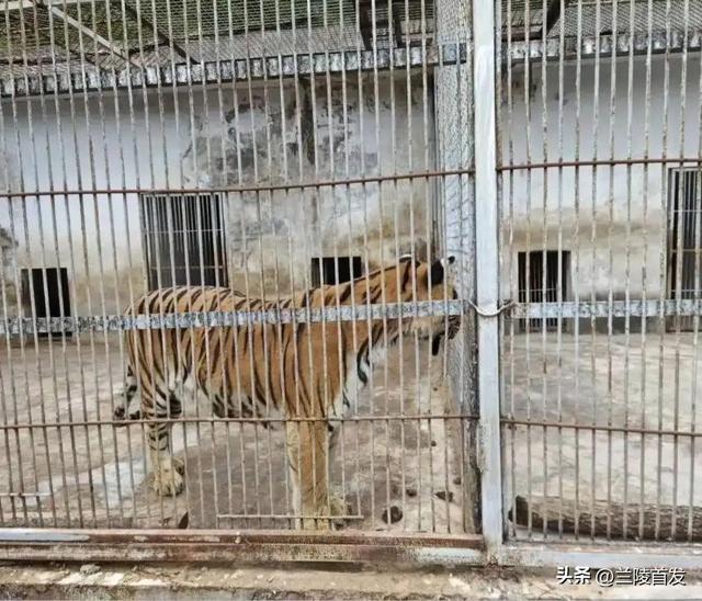 票价20元！最“寒酸”动物园火了！仅有一位七旬安徽宿州老人管理