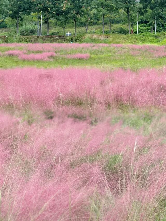 谁说重庆没有秋天?都藏在这些公园里→