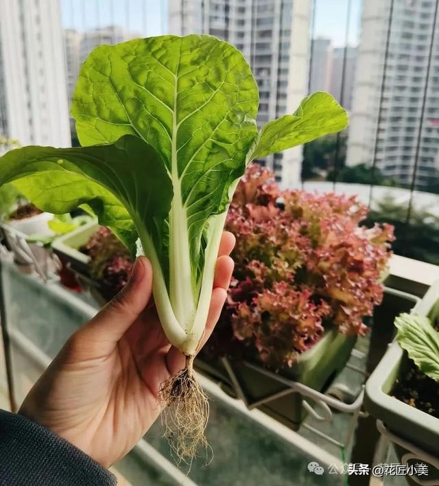 女孩在阳台上，种的白菜“25天即可采收”，网友：果然是快菜！